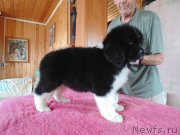 Превью фото № 237031