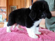 Превью фото № 237033