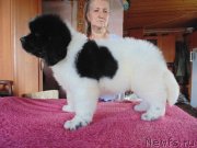 Превью фото № 237037