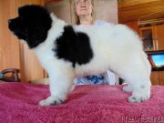 Превью фото № 237040