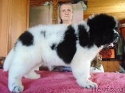 Превью фото № 237041