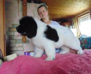 Превью фото № 237044