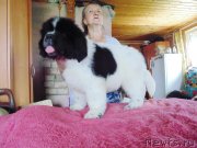 Превью фото № 237045