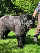 Превью фото № 237081