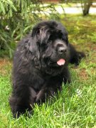 Превью фото № 237082