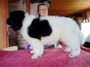 Превью фото № 237084