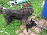 Превью фото № 237090