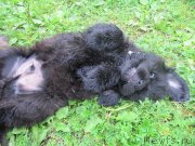 Превью фото № 237092