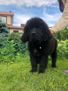 Превью фото № 237101