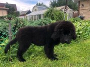 Превью фото № 237103