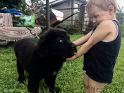 Превью фото № 237119