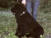 Превью фото № 237129