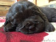 Превью фото № 237138