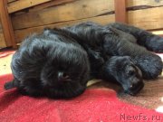 Превью фото № 237141