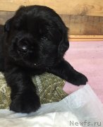 Превью фото № 237144