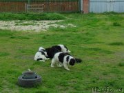 Превью фото № 237159