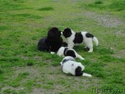 Превью фото № 237162