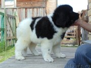 Превью фото № 237186