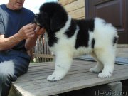 Превью фото № 237187