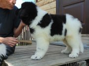 Превью фото № 237188