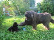 Превью фото № 237191