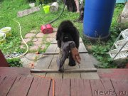 Превью фото № 237193