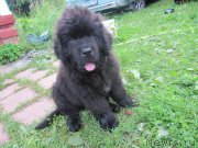 Превью фото № 237198