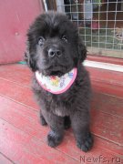 Превью фото № 237201