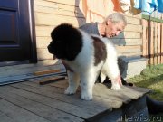 Превью фото № 237204