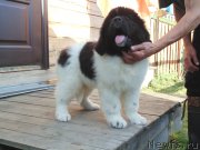 Превью фото № 237208