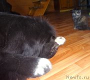 Превью фото № 237215