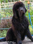 Превью фото № 237252