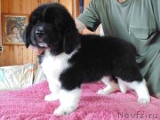 Превью фото № 237259