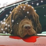 Превью фото № 237260