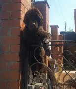 Превью фото № 237308