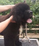 Превью фото № 237313