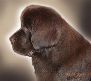 Превью фото № 237315