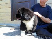 Превью фото № 237331