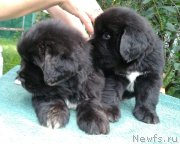 Превью фото № 237351