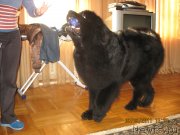 Превью фото № 237417