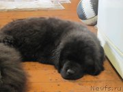 Превью фото № 237422