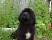 Превью фото № 237430