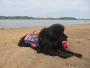 Превью фото № 237434