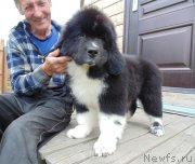 Превью фото № 237450