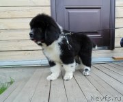 Превью фото № 237455