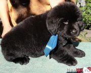 Превью фото № 237458