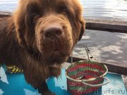 Превью фото № 237467