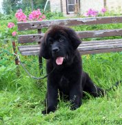 Превью фото № 237472