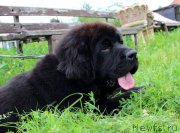 Превью фото № 237474