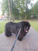 Превью фото № 237482